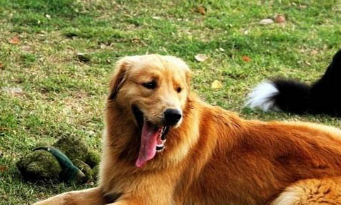 純種金毛犬大概多少錢一只