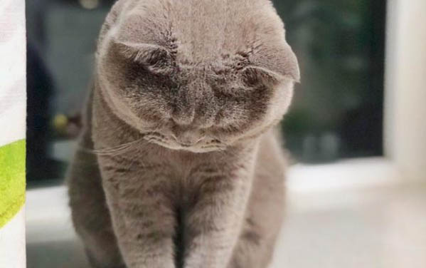 請(qǐng)問貓咪嘔吐的原因及處理方法？
