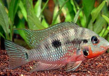 養(yǎng)魚用哪種水草好