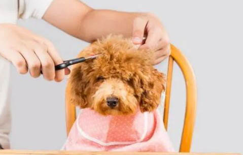 貴賓犬臭的原因及處理方法