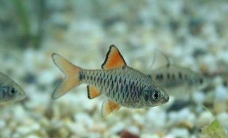 孔雀魚換水要加鹽嗎