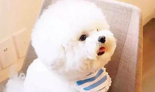 比熊犬與貴賓犬的區(qū)別