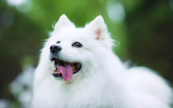 銀狐犬感冒期間可以體內(nèi)驅(qū)蟲嗎