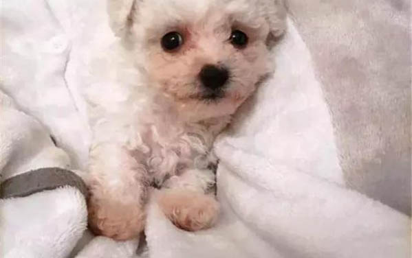 比熊犬腦炎癥狀舌頭發(fā)黑