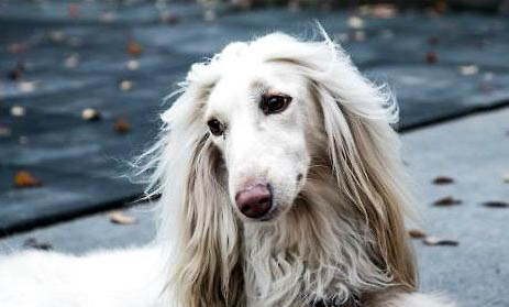 獵犬智商排名