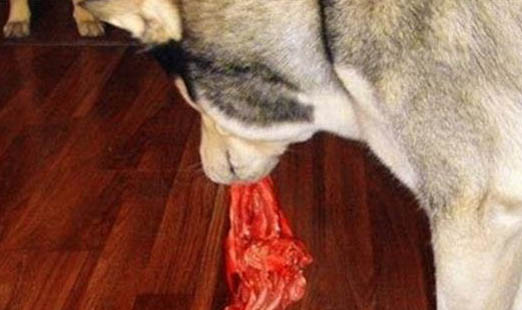 狗狗的疫苗間隔多久打一次