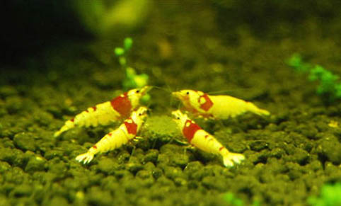 水晶蝦和孔雀魚能一起養嗎