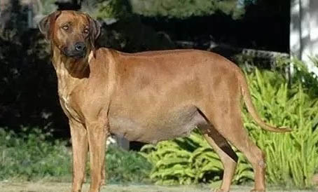 狗狗益生菌哪個牌子好