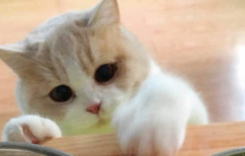 貓咪呼吸道感染癥狀