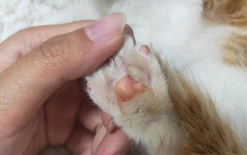 貓為什么喜歡鉆被窩