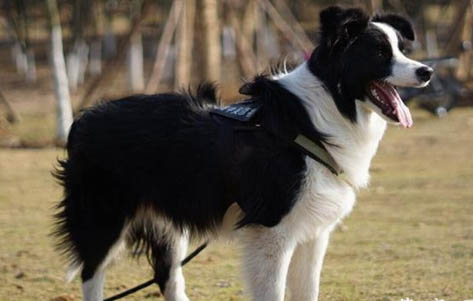 如何訓練邊境牧羊犬?