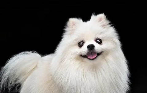 博美犬一般都多少錢一只