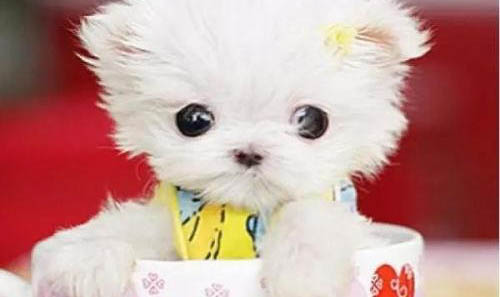 茶杯犬柯基多少錢一只