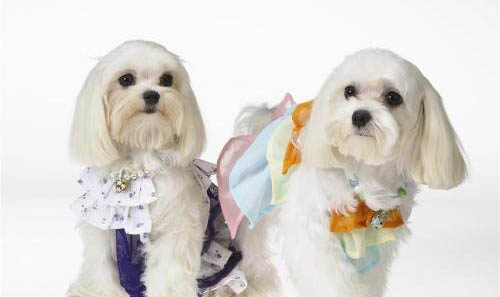 修剪西施犬臉毛簡單教程