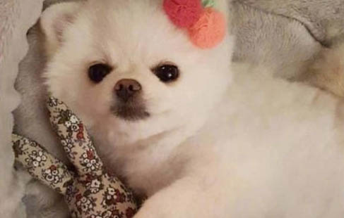 為什么家里狗狗不會亂咬東西