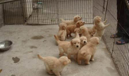 金毛是拉布拉多犬種嗎