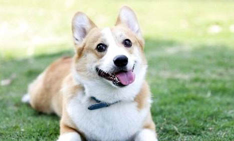 狗狗前腿突然瘸了沒有傷是怎么回事啊?