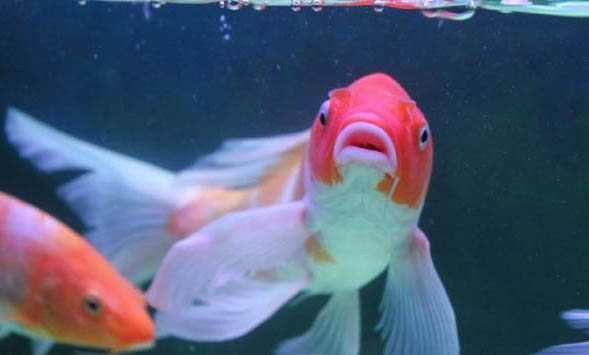 錦鯉魚爛尾爛鰭怎么治?
