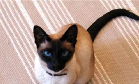暹羅貓應該如何飼養