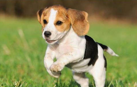 薩路基獵犬受傷怎么處理傷口