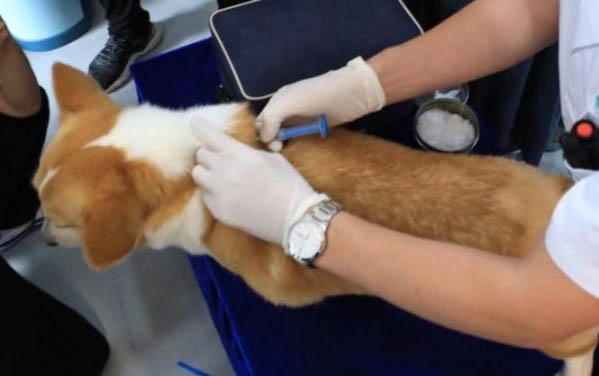 狗狗細小病毒吐血了可以治好嗎