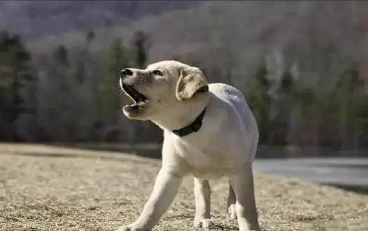 幼犬打了干擾素沒精神