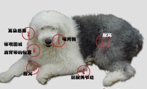 出售狗狗的廣告怎么寫啊