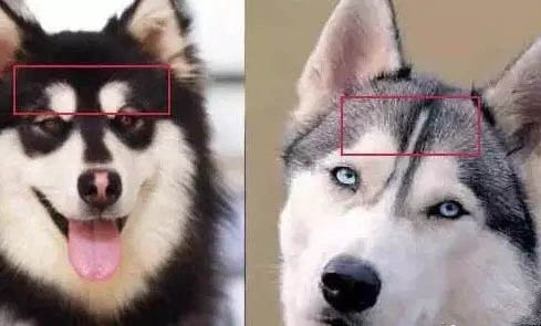 巨型阿拉斯加犬可以長多大
