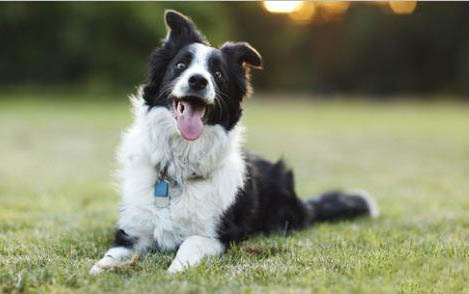 小狗犬瘟怎么引起的