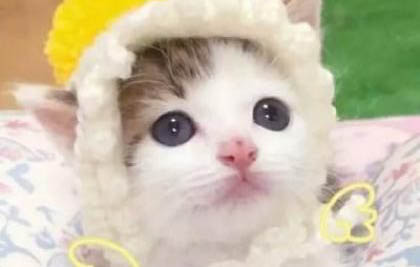 流浪小奶貓可以吃什么?