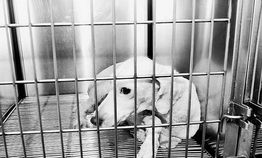 棉花面紗犬哪里有賣