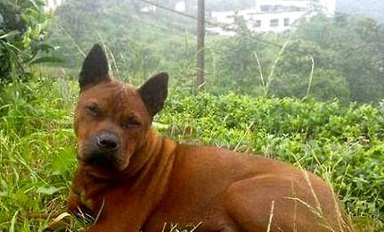 世界十大獵犬品種排名