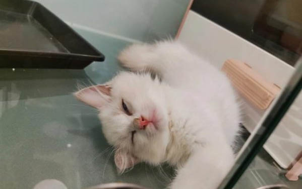 小貓可以喝純牛奶么