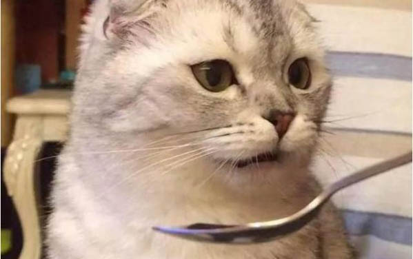 小貓掉毛一塊一塊的掉怎么回事