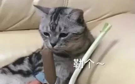 哈士奇和金毛哪個好養