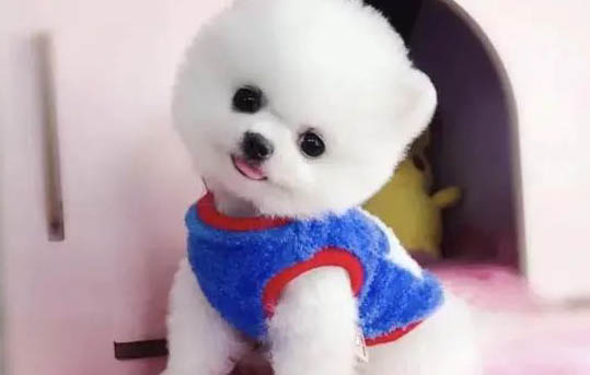 博美一直喘氣的原因有哪些