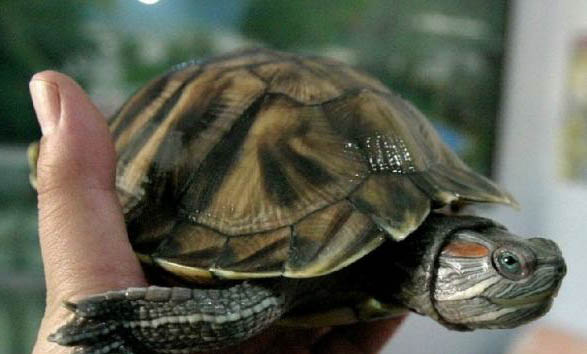 魚(yú)糧可以給烏龜吃嗎