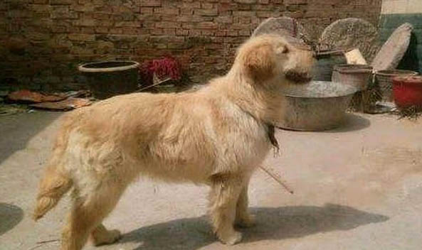 金毛犬突然四肢無力站不起來怎么回事
