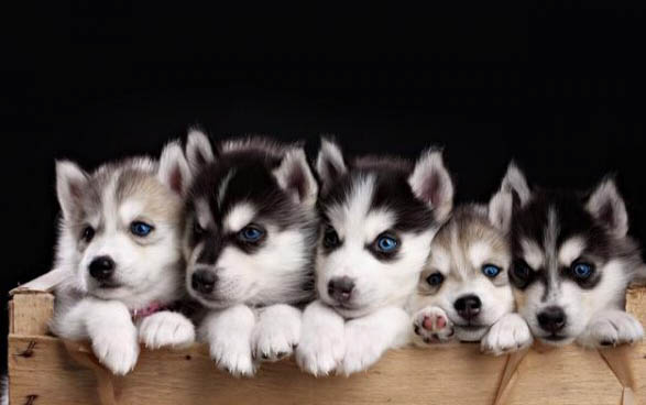 棉花面紗犬哪里有賣
