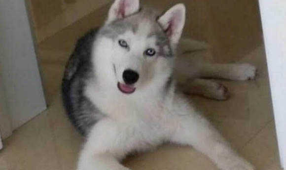 哈士奇屬于什么犬