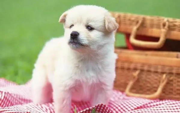 狗狗稍一運動就喘得厲害怎么回事?