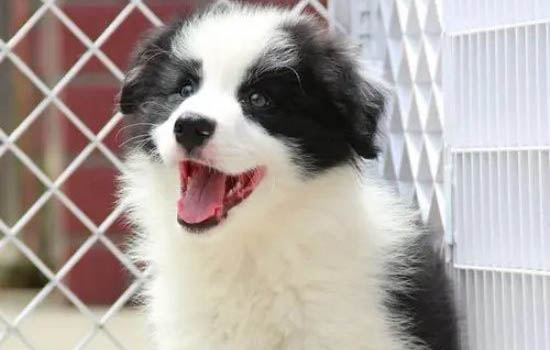 狗狗得了細小怎么自救呢