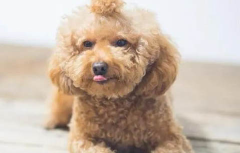 泰迪犬和比熊犬哪個好養(yǎng)