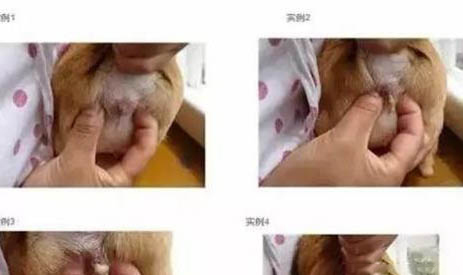 狗狗肺炎能自愈嗎?