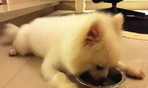 狗狗突然睜不開眼睛是怎么回事?