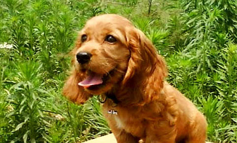可卡犬和金毛哪個好