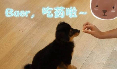 怎樣領養狗狗