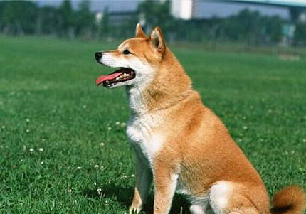 兩個月日本柴犬可以洗澡嗎