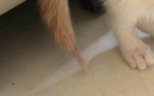 貓咪血栓是什么原因引起的