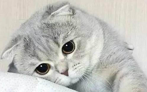 貓咪得貓?zhí)\會自愈嗎